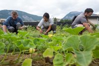 mercredi 13 juillet 2016
Au centre horticole, des légumes sont cultivés depuis peu de temps, destinés aux cantines scolaires. Sylvain Frappat - Ville de Grenoble 2016