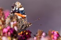Le Vulcain (Vanessa atalanta )
