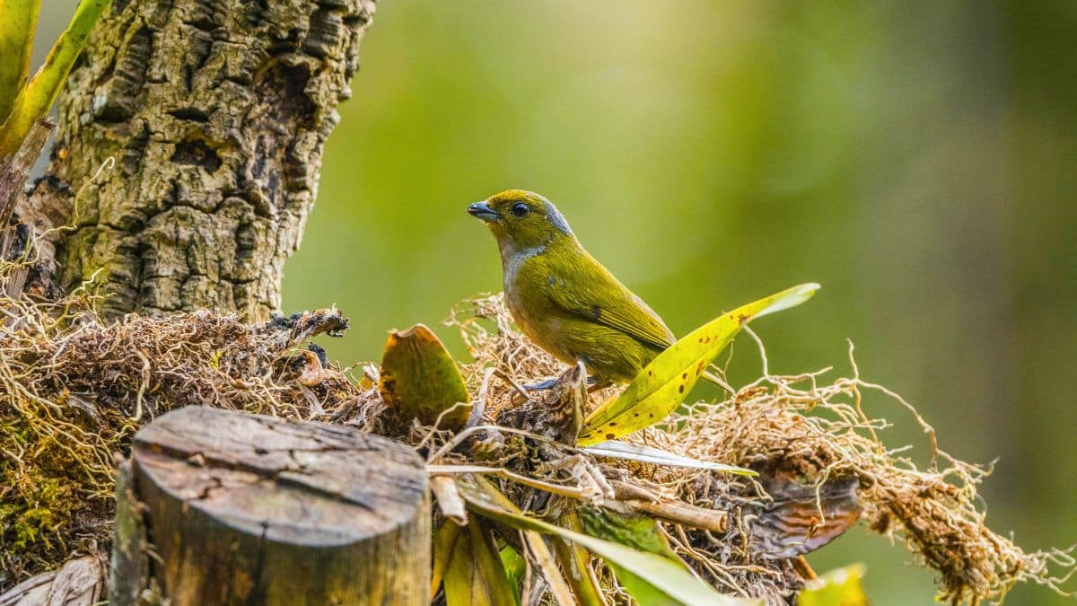 pourquoi les oiseaux disparaissent même dans les forêts les plus protégées