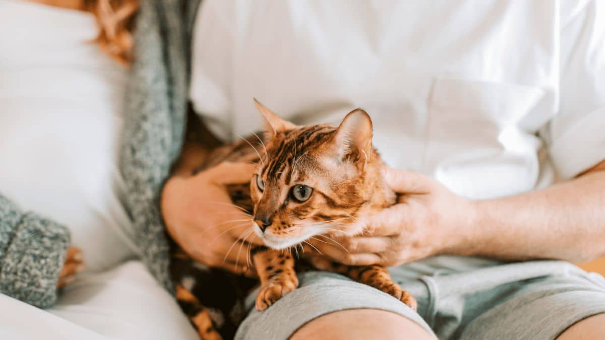 chat et couple