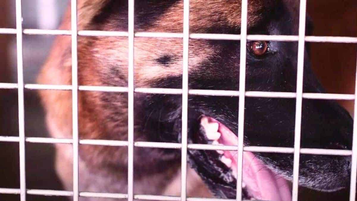 voici pourquoi le malinois est l'une des races de chiens les plus abandonnées en france