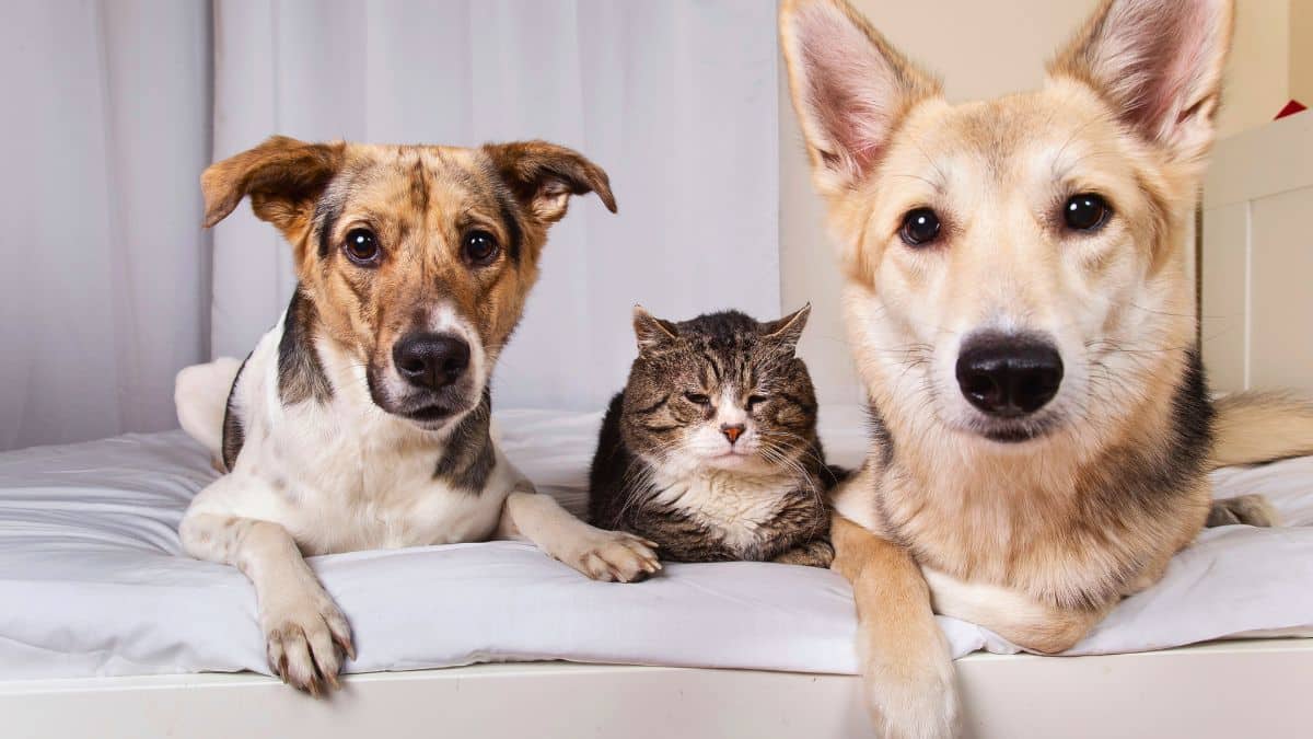 la nouvelle taxe sur les animaux de compagnie 100€ pour un chien et 80€ pour un chat, voici la vérité sur cette décision