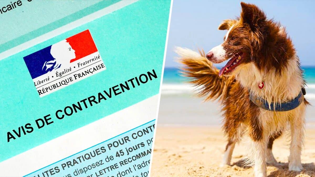 propriétaire de chien