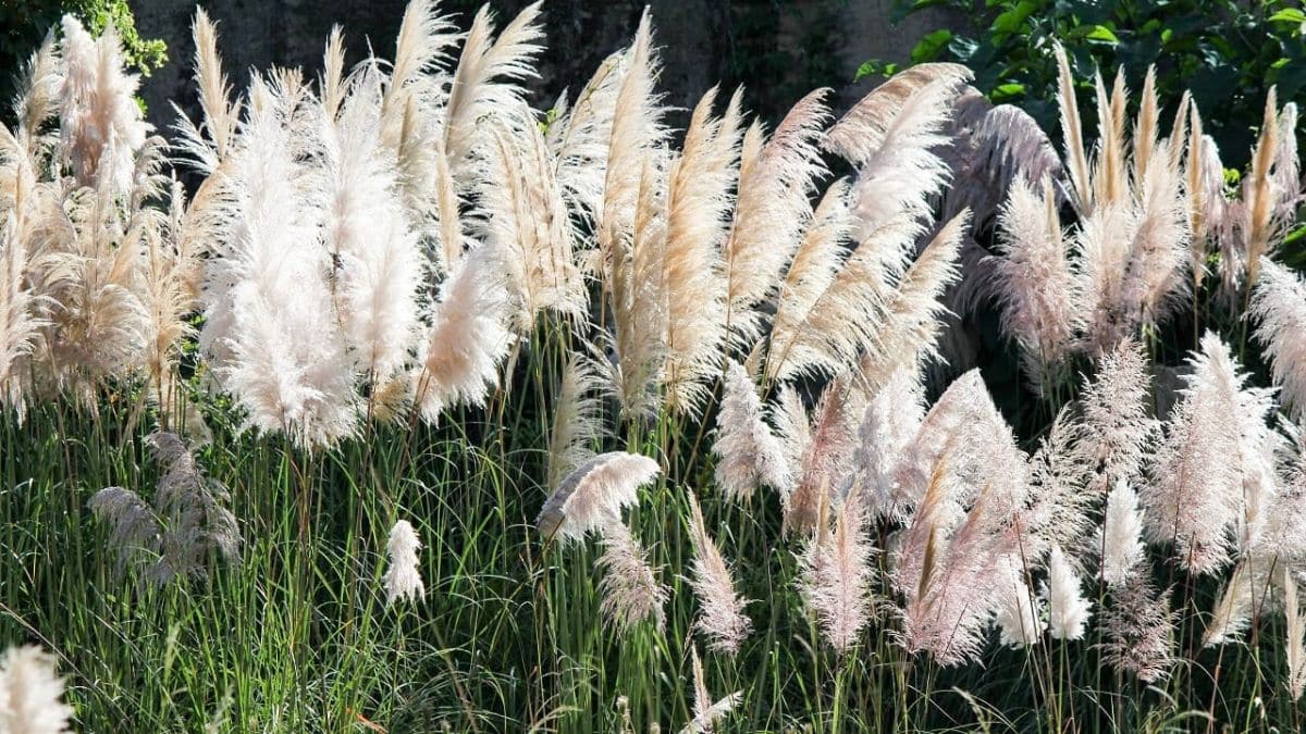 l’herbe de la pampa définitivement interdite en france que faire si vous en avez dans votre jardin