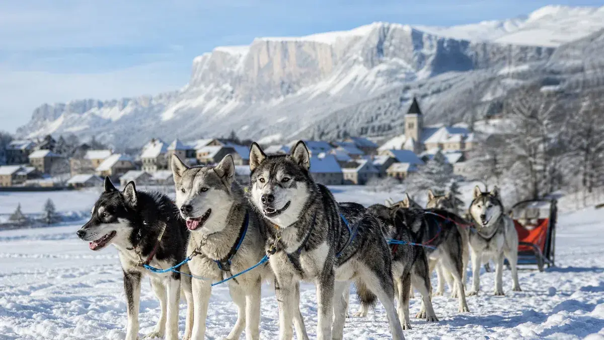 Chiens de traîneau dans le Vercors : lieux, tarifs, âge minimum et réservation